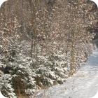 Winterwald