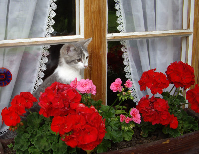Junge Katze vor Fenster mit Geranien