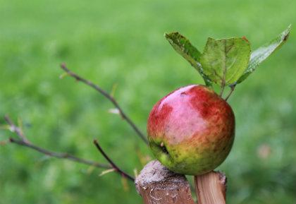 Apfel Apfel