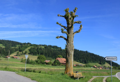 Gestumpte Linde