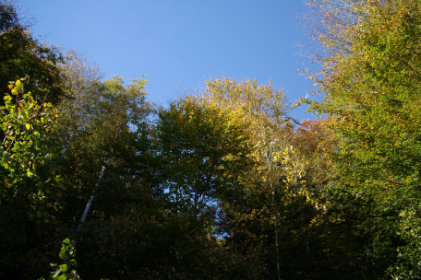 Herbstwald Herbstwald