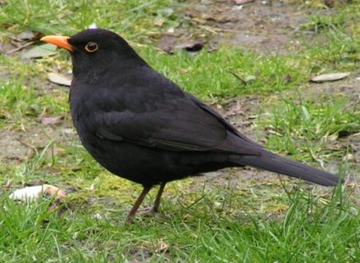 Amsel