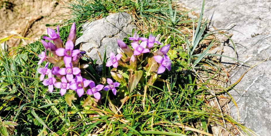 Alpenblumen