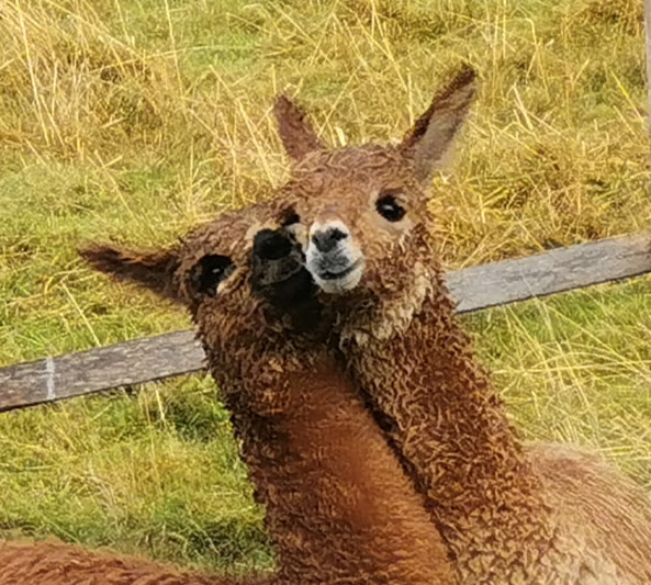 Elva und Ardina